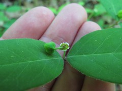 Euphorbia mercurialina