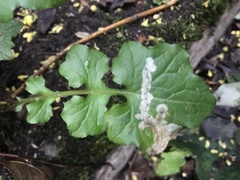 Phytomyza marginella