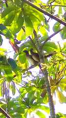 Ortalis erythroptera