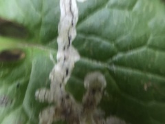 Phytomyza marginella