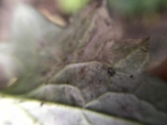 Phytomyza marginella