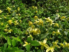 Clematis serratifolia