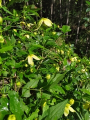 Clematis serratifolia
