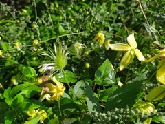 Clematis serratifolia