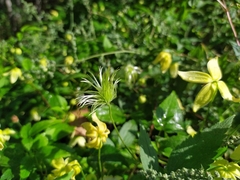 Clematis serratifolia