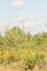 Cirsium nuttalii image