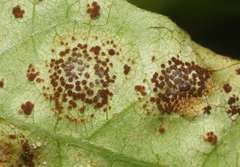 Puccinia arechavaletae