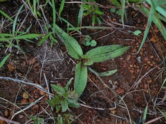 Hypoxis parvifolia
