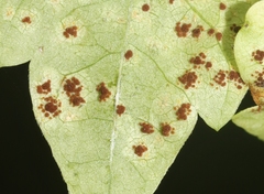 Puccinia arechavaletae