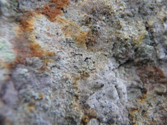 Chaenotheca ferruginea