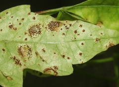 Puccinia arechavaletae
