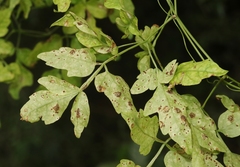 Puccinia arechavaletae