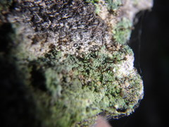 Chaenotheca trichialis