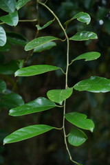 Erycibe henryi