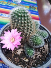Rebutia