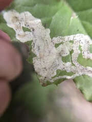 Phytomyza marginella