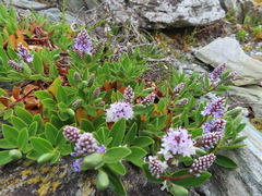 Veronica chathamica
