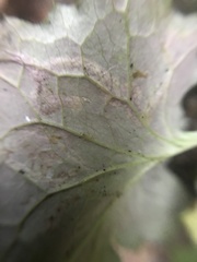 Phytomyza marginella