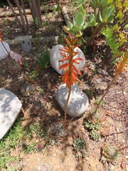 Aloe brevifolia