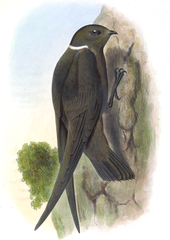 White-Naped Swift photo 5
