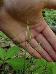 Cardamine dissecta