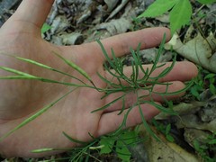 Cardamine dissecta