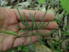 Cardamine dissecta