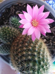 Rebutia