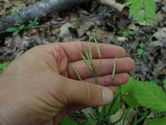Cardamine dissecta