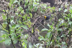 Ploceus melanogaster