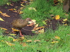 Gallirallus australis hectori