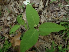 Euphorbia mercurialina