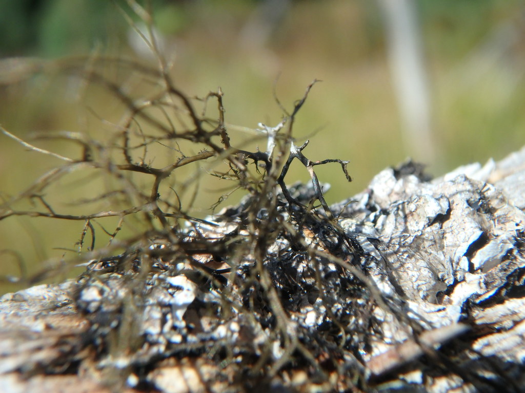 Burred Horsehair Lichen from Alger County, MI, USA on September 25 ...