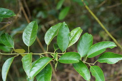 Erycibe henryi