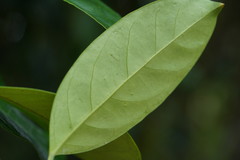 Erycibe henryi