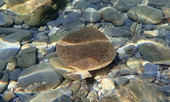 Scophthalmus rhombus