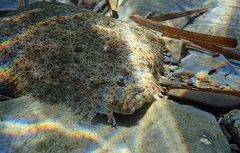 Scophthalmus rhombus