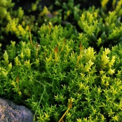 Pseudocrossidium hornschuchianum