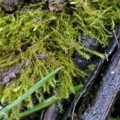 Amblystegium