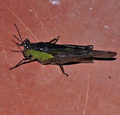 Paulinia acuminata