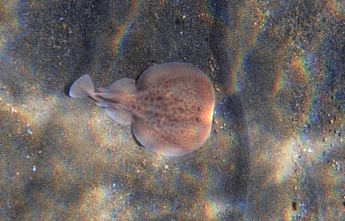 Common crampfish (Torpedo marmorata) — Torpedinidae — 4