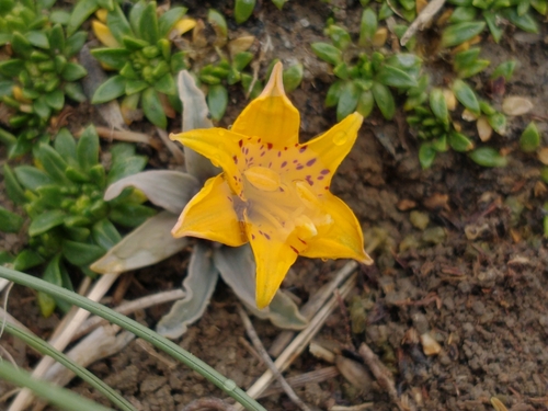 Alstroemeria patagonica (Alstroemeria patagonica)