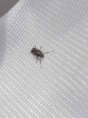 Hoherius meinertzhageni