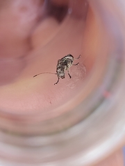 Hoherius meinertzhageni