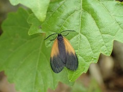 Pyromorpha dimidiata