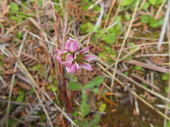 Gentianella chathamica