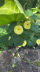 Ipomoea ochracea