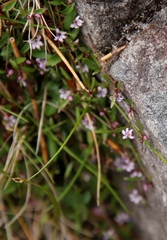 Lobelia eckloniana