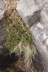 Lobelia eckloniana