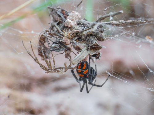 European Black Widow